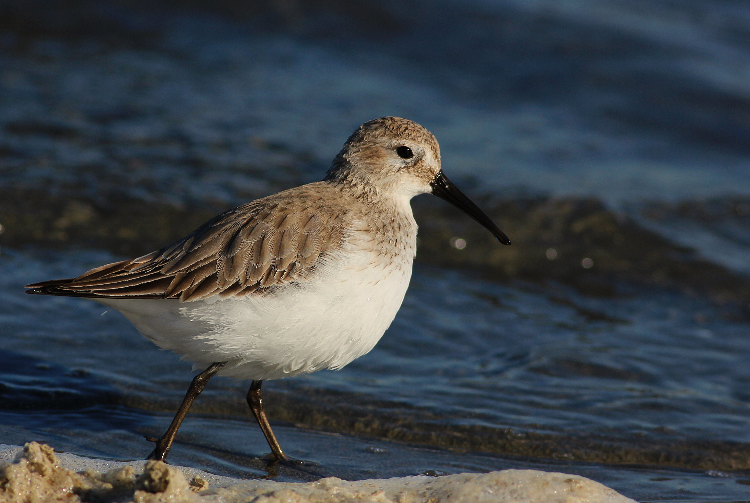 Dunlin